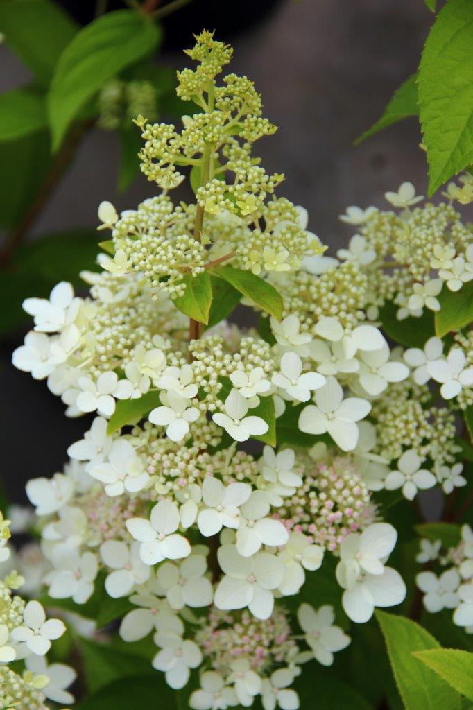 Гортензия метельчатая Конфетти